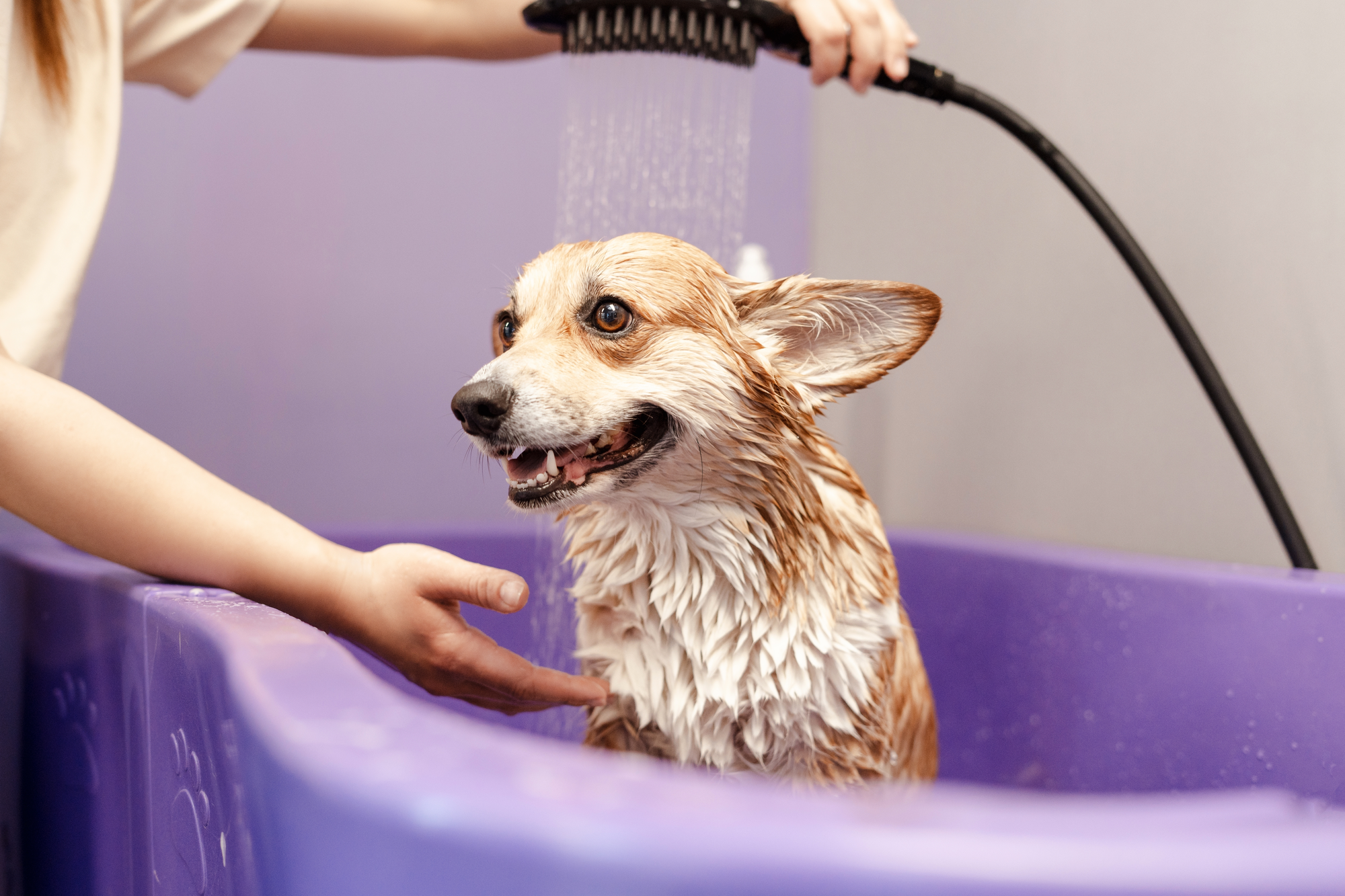 staff bathing a dog