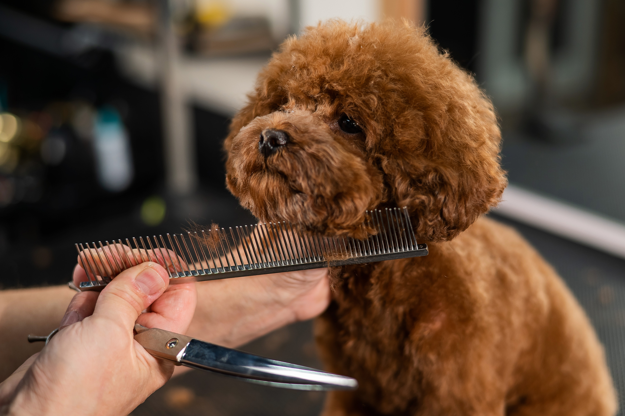 trimming dog's fur