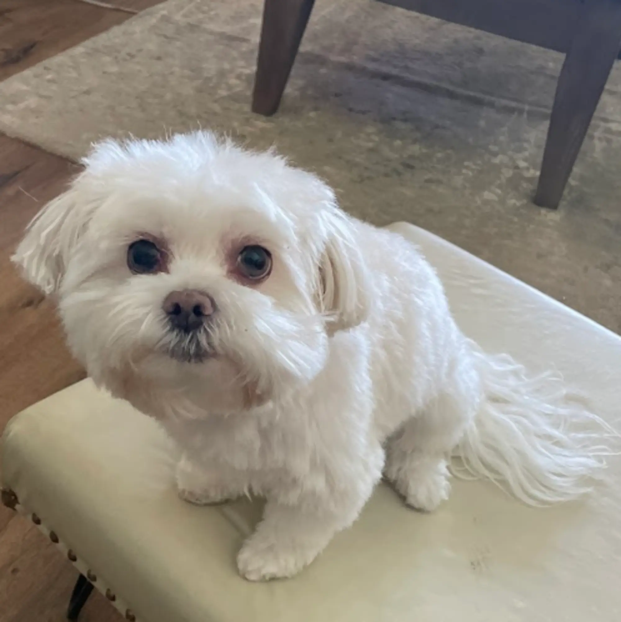 white maltese with groomed fur