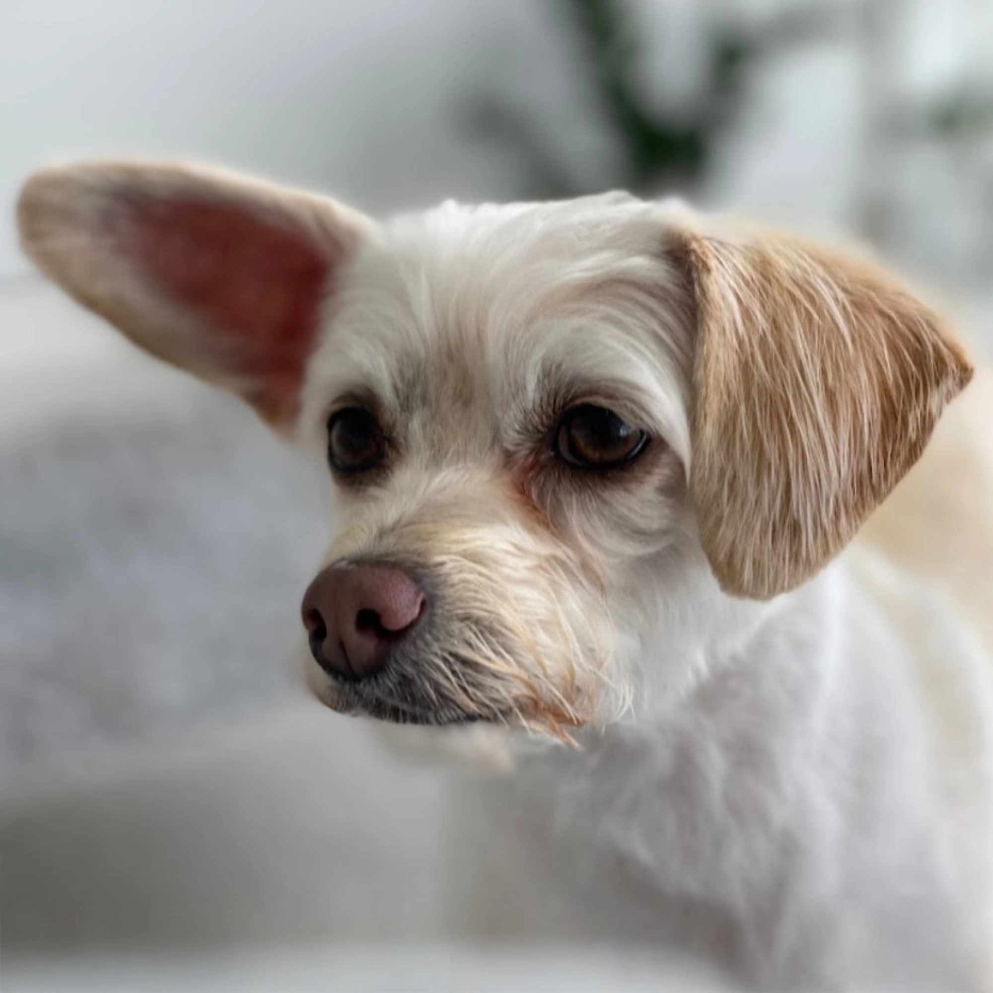 white dog looking peaceful