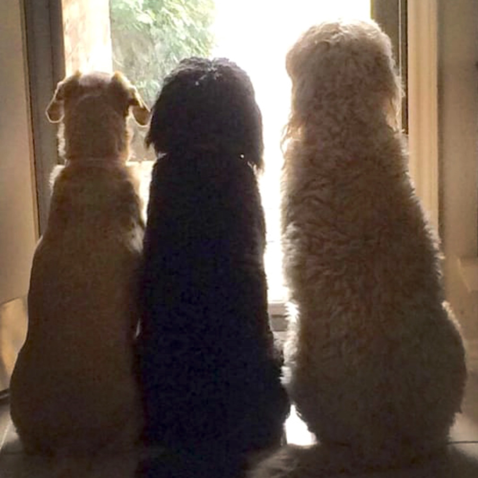 three dogs waiting by the door