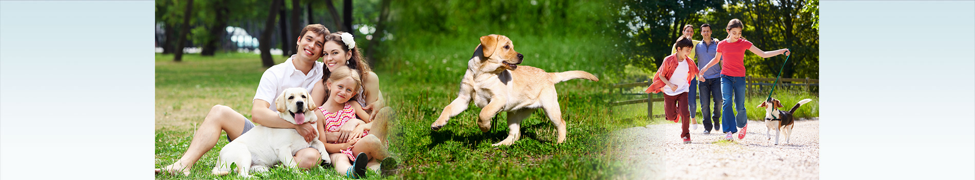 My pet love mobile clearance grooming